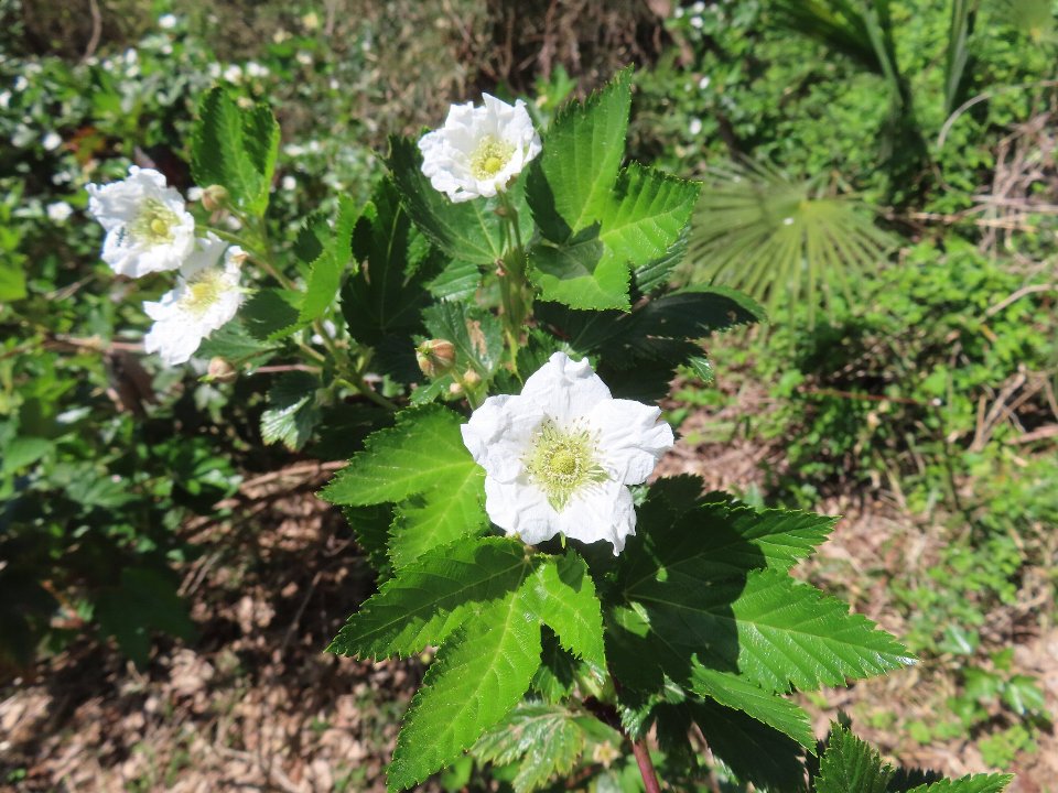木いちごとアケビの仲間の花 ～4月9日版～｜公園へ行こう！